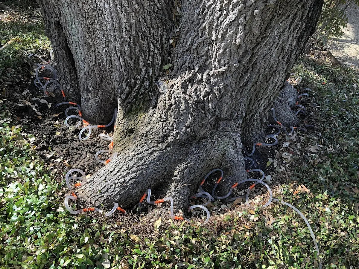 Detailed Tree Cabling and Bracing job site in Zuni