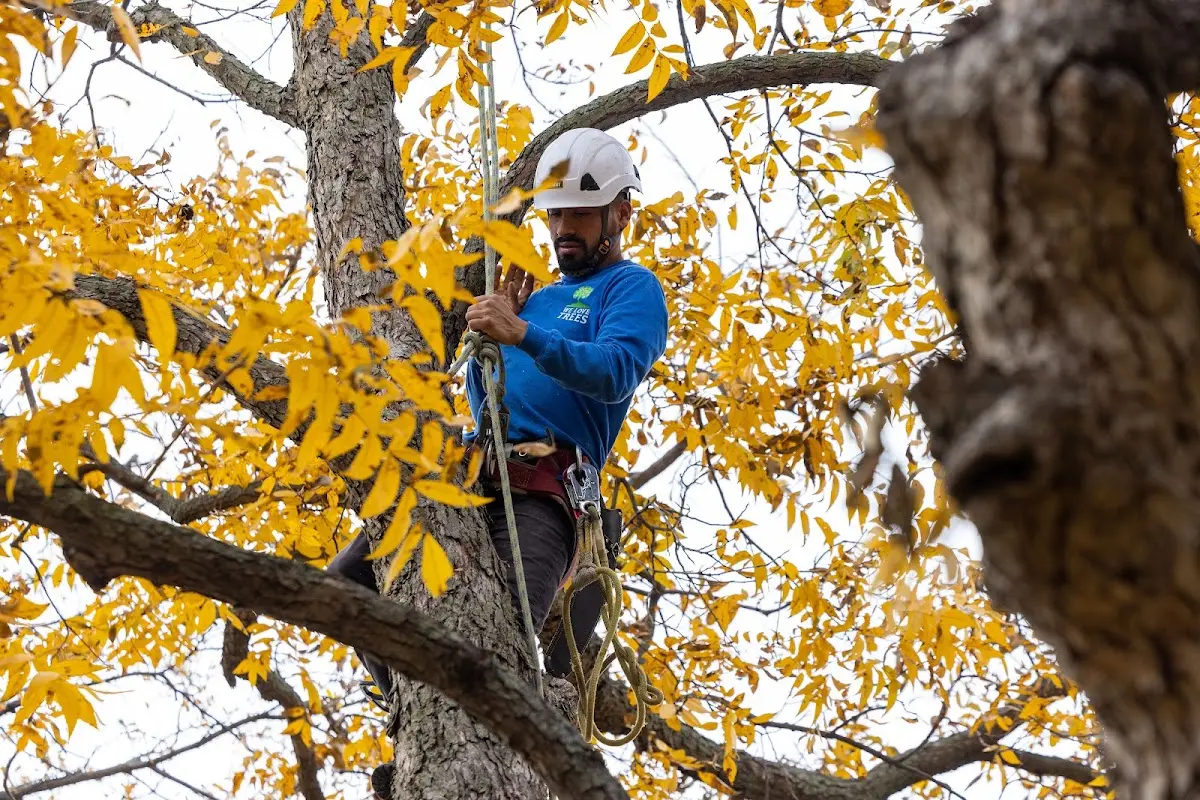 Skilled Tree Planting crew working in Zuni